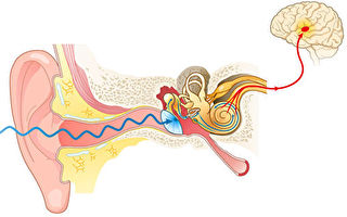 科學家發現聽覺的微觀機制 揭示內耳關鍵結構