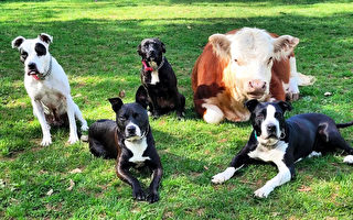 被牛群拒絕的小牛仔找到新家 和一群狗成朋友