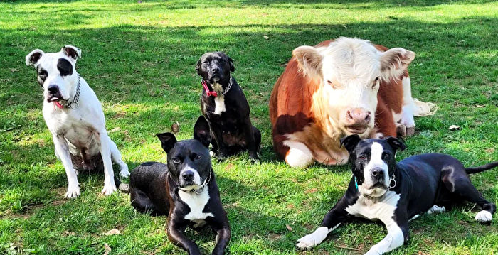 被牛群拒绝的小牛仔找到新家 和一群狗成朋友