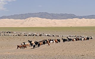 蒙古男子種樹40萬棵 在戈壁沙漠形成綠洲