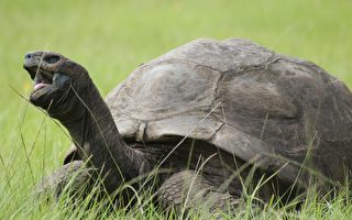 190岁陆龟乔纳森再创纪录 成史上最长寿龟