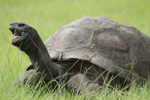 190歲陸龜喬納森再創紀錄 成史上最長壽龜