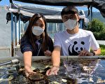 香港中大伙WWF复育珊瑚碎块 成功存活率逾97%