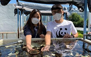 香港中大夥WWF復育珊瑚碎塊 成功存活率逾97%