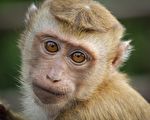 斯里兰卡男子病逝 野猴子到他的葬礼致哀