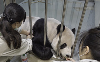 大熊猫团团重病 陆委会：园方27日申请大陆专家来台会诊“相信会很快核准”