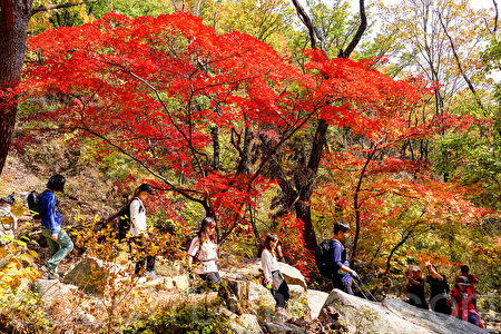 组图 赏枫季节来了首尔北汉山金秋红叶宜人 红叶 首尔 北汉山 大纪元