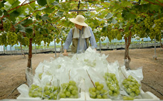 韓國產陽光玫瑰葡萄 深受進口國家的喜愛