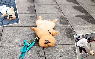 為引人關注 小博美犬在紐約繁華街頭「裝死」