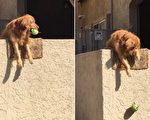 组图：金毛犬趴墙头扔玩具 让路人和它玩