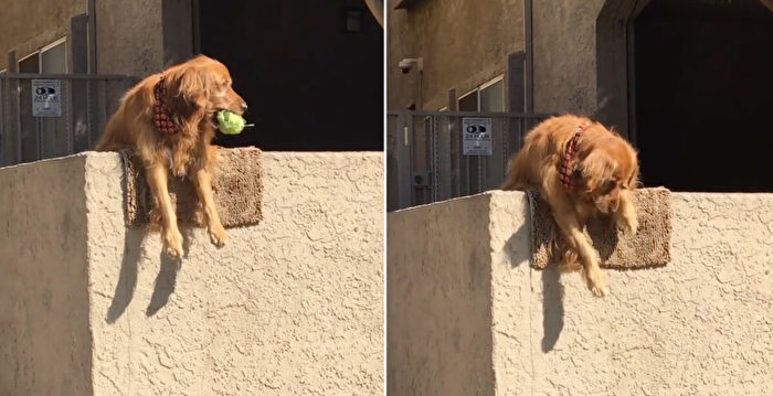 组图：金毛犬趴墙头扔玩具 让路人和它玩