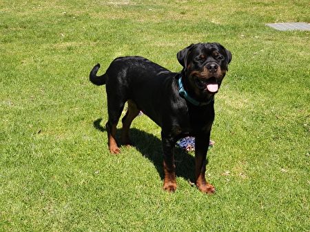 搞笑视频 热心狗狗全力协助主人砍树枝 罗威纳犬 澳洲 绳子 大纪元