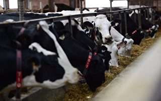 明年2月全国奶农交货价再涨2.2%