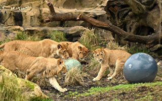 五头狮子逃出塔隆加动物园展区 未造成伤亡