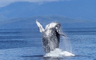 舊金山附近鯨魚成群結隊 哪裡可以觀賞它們？