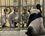 2中国专家探视大猫熊“团团”