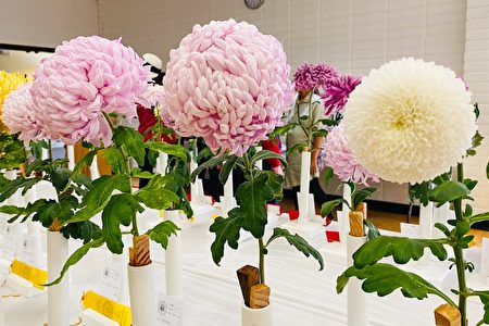 【定本　菊花大観/全日本菊花連盟】株式会社：主婦の友社 定本菊花大観/全日本菊花連盟】株式会社：主婦の友社