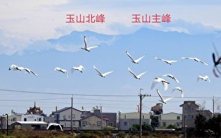 【视频】罕见 黑面琵鹭与台湾玉山群峰同框