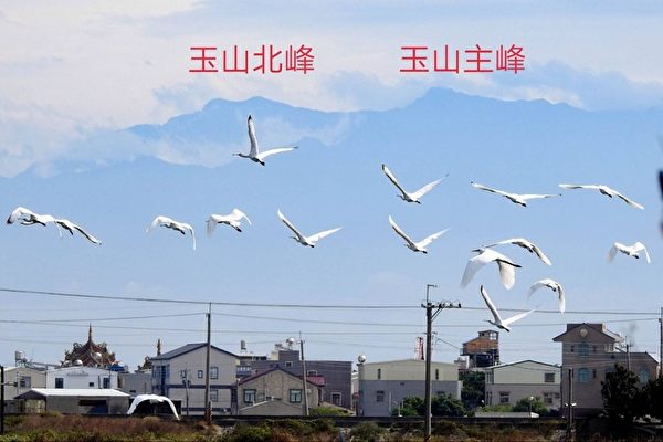 【視頻】罕見 黑面琵鷺與台灣玉山群峰同框