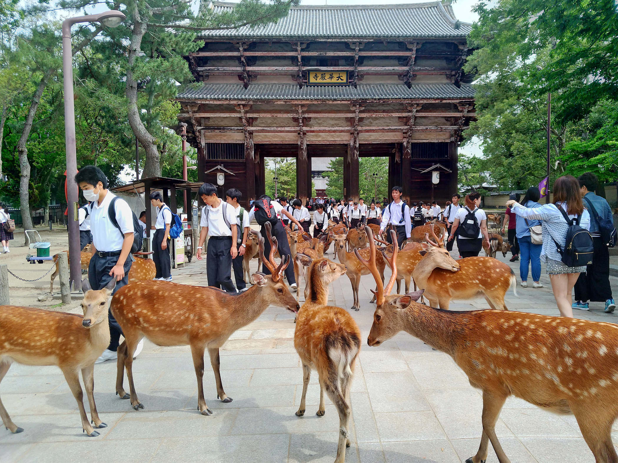 日本关西旅游胜地奈良公园喂鹿趣| 奈良鹿| 鹿仙贝| 大纪元