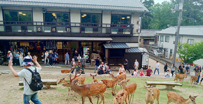 日本关西旅游胜地 奈良公园喂鹿趣