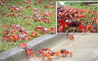 澳洲圣诞岛又迎来红蟹年度大迁徙