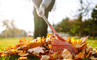 秋天大扫除 耙树叶不会受伤的5个技巧