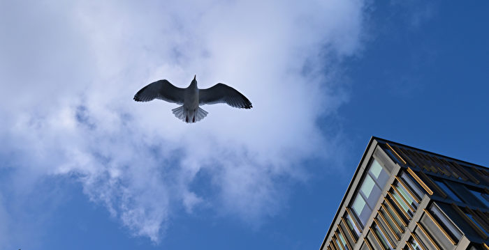 推特宣布新认证标识 马斯克:活跃用户创新高