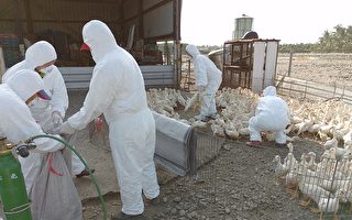 屏东高树乡肉鸭场检出禽流感 扑杀1350只肉鸭