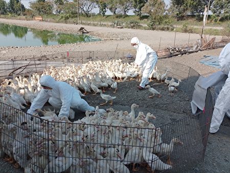 屏东县高树乡1场肉鸭场检体确诊H5N2亚型（b分支）高病原性禽流感，屏县动防所启动防疫机制，扑杀1,350只肉鸭。