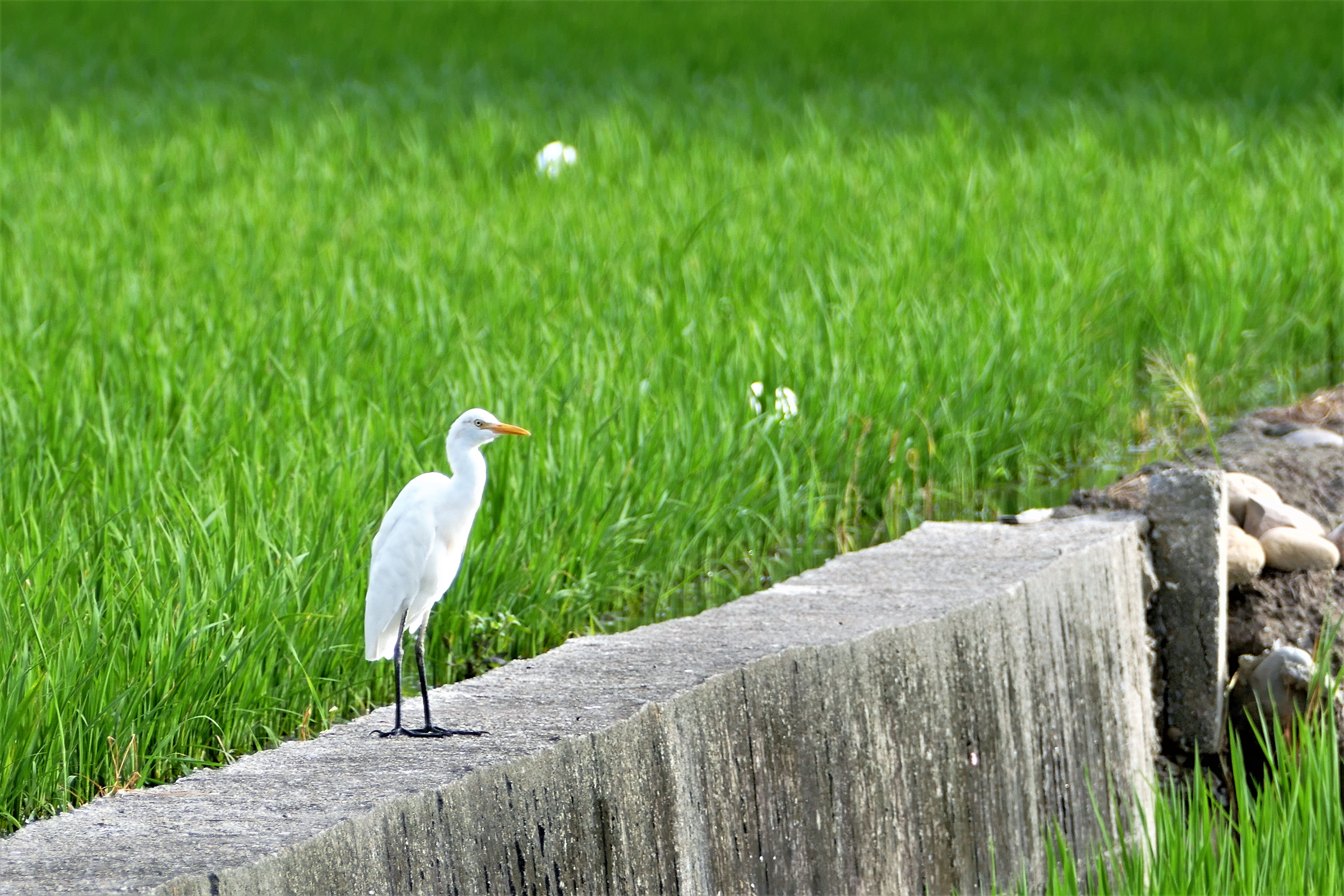 靜觀田野好風光讀懂動人生命故事| 白鷺鷥| 小麻雀| 野鳥| 大紀元