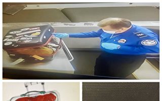 肯尼迪機場海關  發現行李箱藏「橘黃貓」闖關