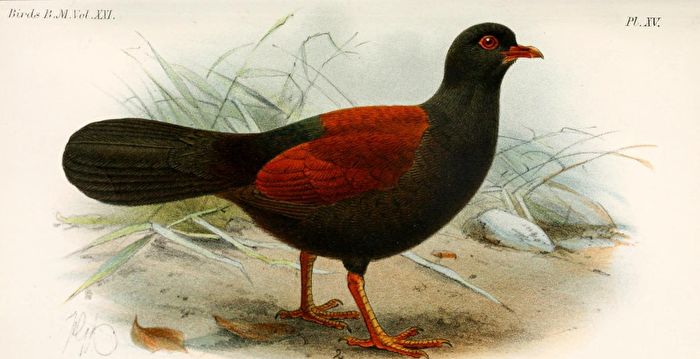 消失140年 极濒危物种“黑枕雉鸽”惊喜现踪