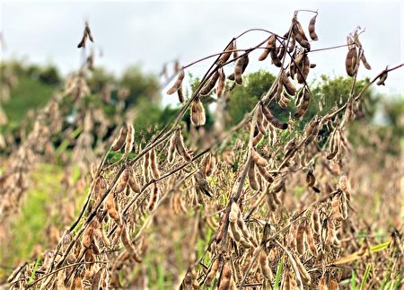 成熟非基因改造大豆。
