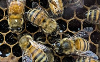 研究：美國的蜜蜂壽命比1970年代縮短一半