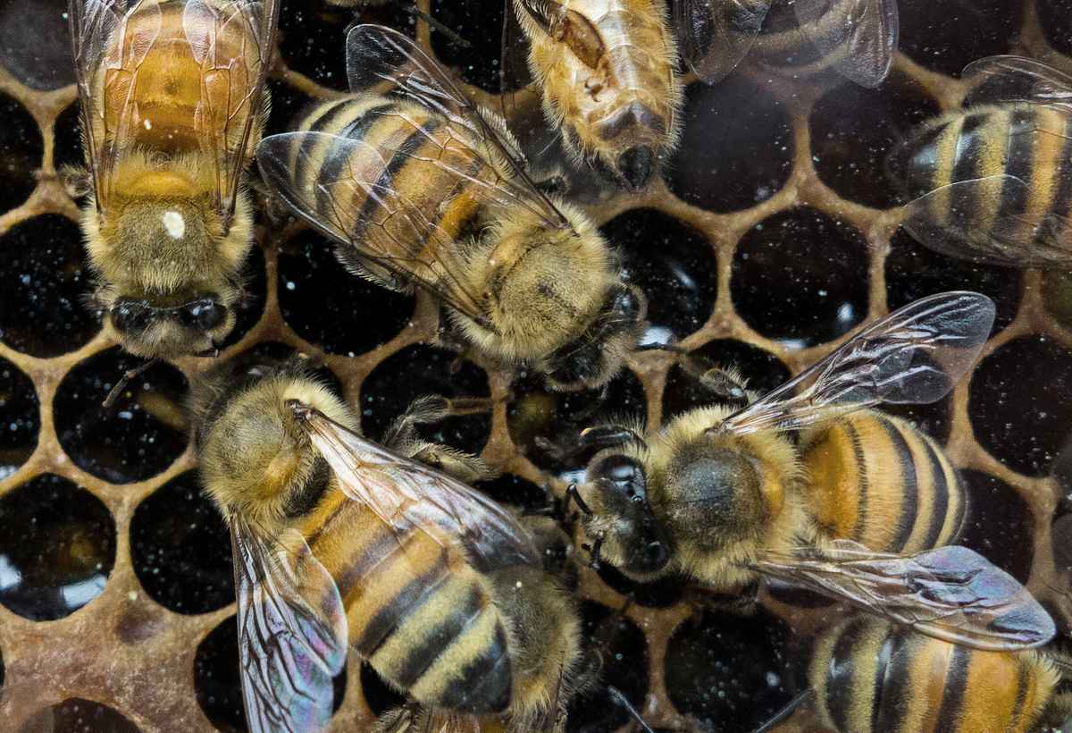 即決 即決 昆虫学、Incect 1999年『養蜂と採蜜の世界史』ハチ目、膜翅 