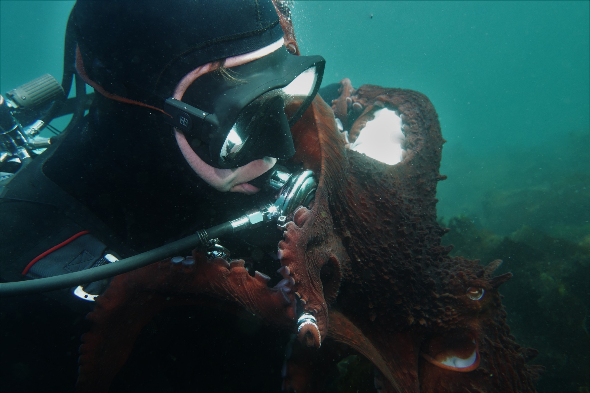 章鱼最大有多大？太平洋巨型章鱼告诉你，它一次能下十万枚卵