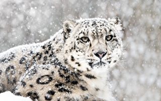 下雪時現身 罕見雪豹近距離畫面曝光