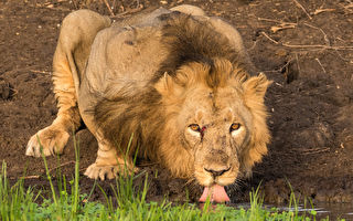 梦想成真 摄影师捕捉到狮子饮水的罕见照