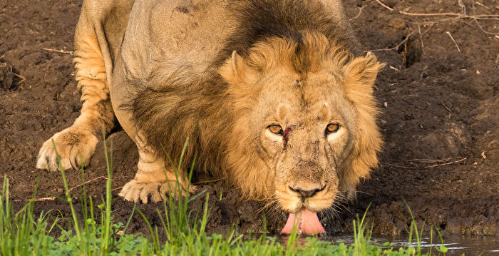 梦想成真 摄影师捕捉到狮子饮水的罕见照