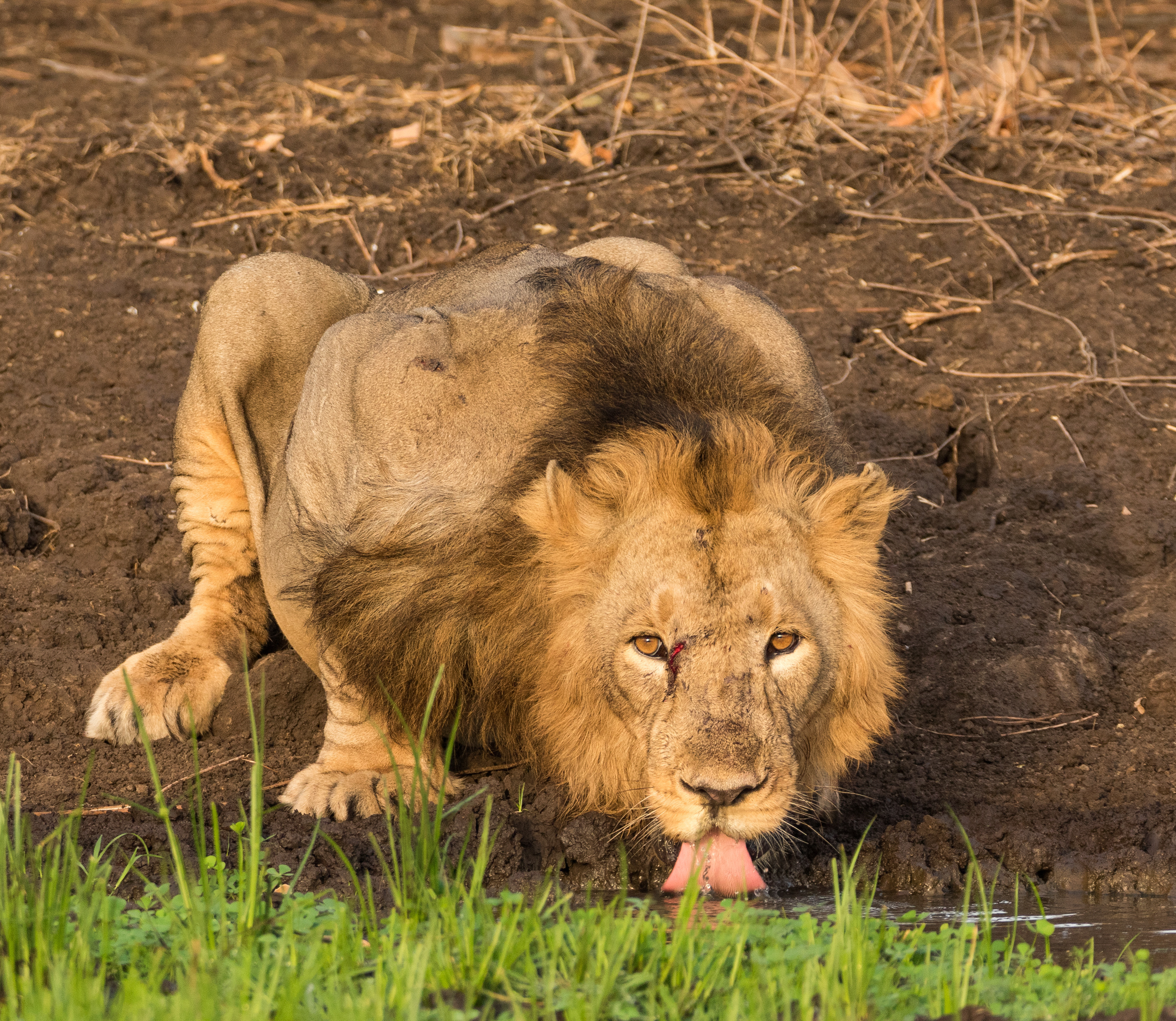  夢想成真 攝影師捕捉到獅子飲水的罕見照