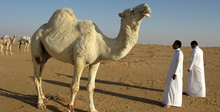 不只足球赛 卡塔尔也举办世界杯骆驼选美比赛