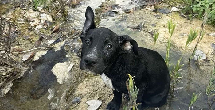 组图:被放入盒子的患病小狗在河上漂浮 获救