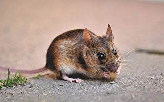 纽约市征“老鼠移民局长” 协助整治鼠患