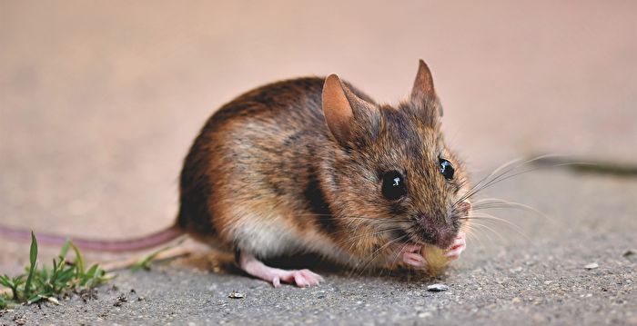 纽约市征“老鼠移民局长” 协助整治鼠患