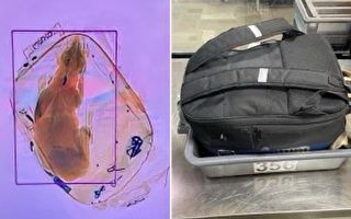 乘客背包藏小狗 美機場X光安檢時現出原形