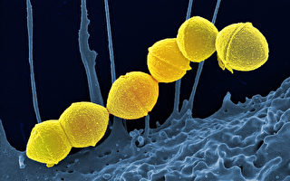 英國九名兒童死於鏈球菌感染
