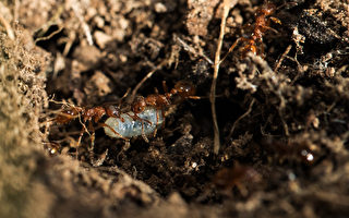 新发现：蚂蚁蛹会分泌“乳汁”喂养蚁群