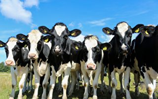 英国牛群在牧场上“押解”嫌犯 送交警方