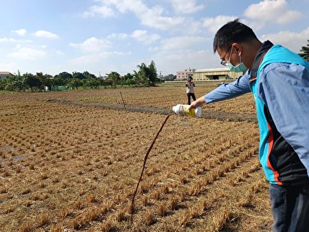 苗栗区农业改良场副研究员兼分场长朱盛祺进行现地示范液态稻草分解菌使用。
